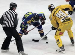 Zubi v divok pestelce prohrli se umperkem 7:9